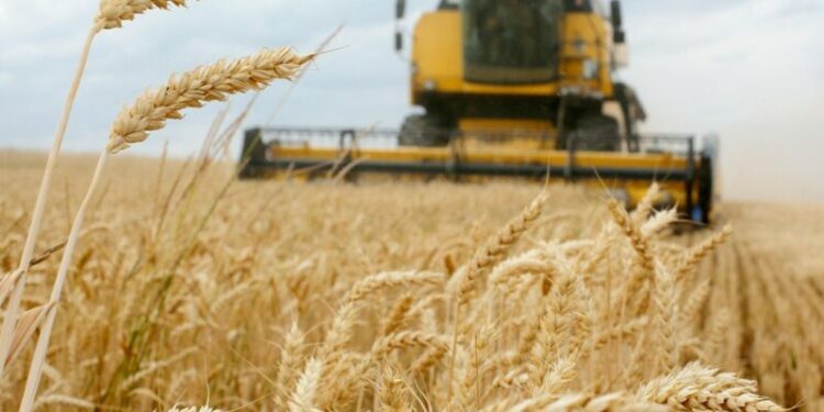 إجراءات جديدة للرفع من الإنتاج الوطني للحبوب والبقول
