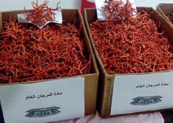 حجز مرجان خام وأقراص مهلوسة بعنابة