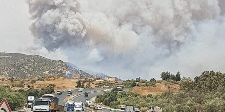 حرائق غابات وأدغال في عدد من الولايات.. بالصور