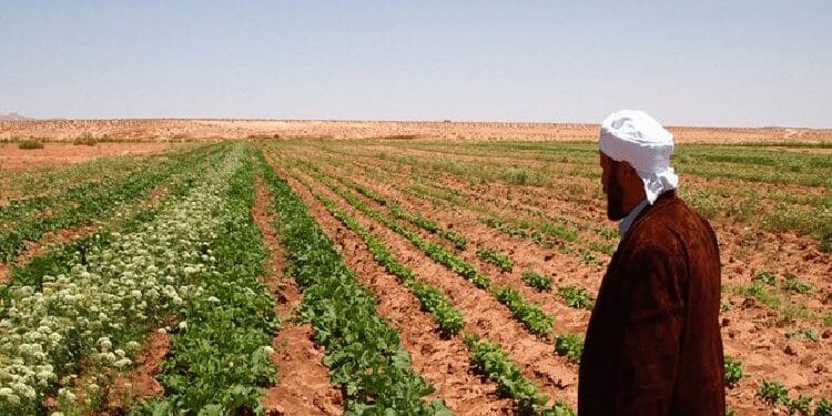 بحث آليات تأجيل تسديد ديون فلاحين مستفيدين من قروض الدعم