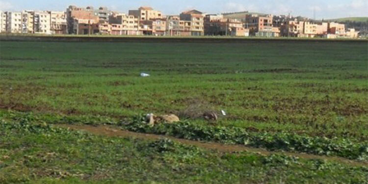 ديوان العقار الفلاحي: تسليم 96 بالمائة من عقود الامتياز