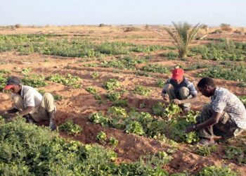 شرفة: الجنوب يساهم بـ 26 % في الإنتاج الفلاحي