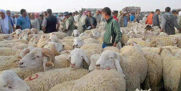 الحمى القلاعية.. غلق أسواق الماشية بالمدية