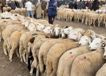 إعادة فتح أسواق الماشية تدريجيا وبشروط…