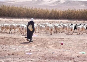 يوميات بدو رحل النعامة في رمضان