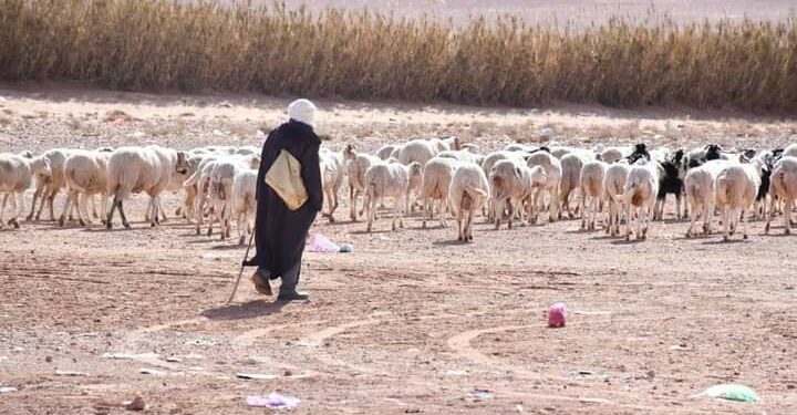يوميات بدو رحل النعامة في رمضان