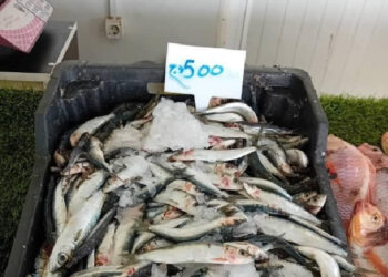 تسويق السردين بـ 500 دينار للكيلوغرام