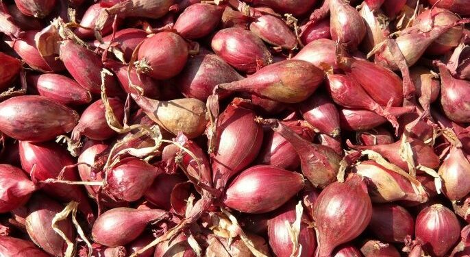 تحسبا لشهر رمضان.. بداية تفريغ مخزون البصل والثوم
