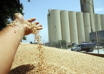 نحو رفع حصص المطاحن من القمح بعد رمضان