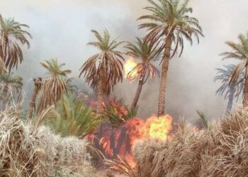 اندلاع حريق في واحات النخيل بورقلة