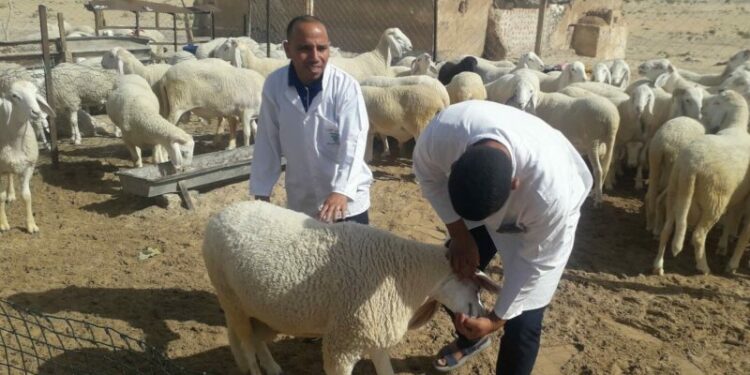 عيد الأضحى.. 2500 بيطري لمراقبة بيع وذبح الأضاحي