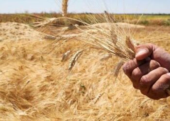 استراتيجية وطنية لتحقيق الاكتفاء الذاتي في 3 محاصيل