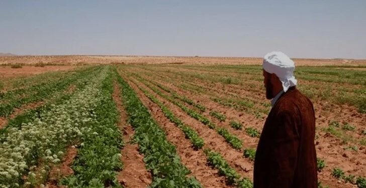 11 ألف مستثمرة فلاحية وحيوانية بغرداية