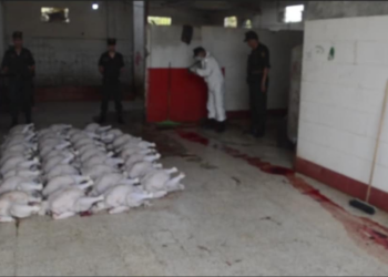 حجز 10 قناطير ديك رومي غير صالح للاستهلاك بالعاصمة