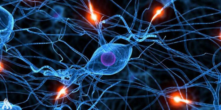 اكتشاف طريقة جديدة لإعادة تنشيط الخلايا الجذعية العصبية