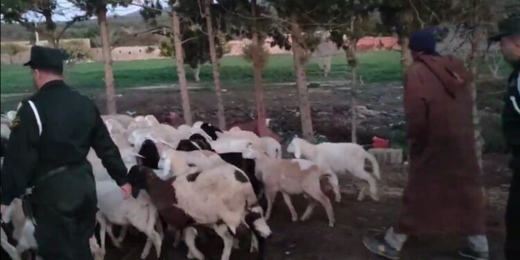 استرجاع 73 رأس غنم مسروقة في تبسة