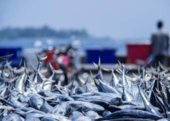 إنتاج أغذية الأسماك 2025