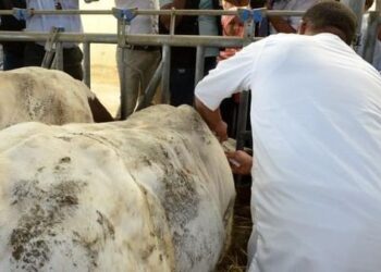 حمى قلاعية.. تلقيح 400 ألف رأس ماشية قبل نهاية جانفي الجاري