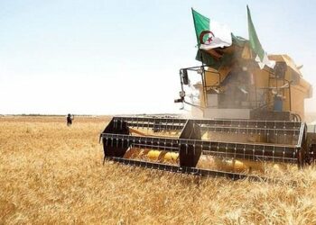 رهانات الأمن الغذائي في الجزائر