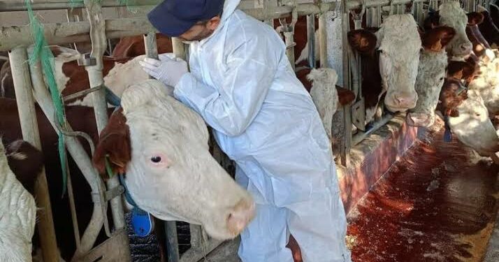 إجراءات خاصة لمكافحة الحمى القلاعية في الجزائر