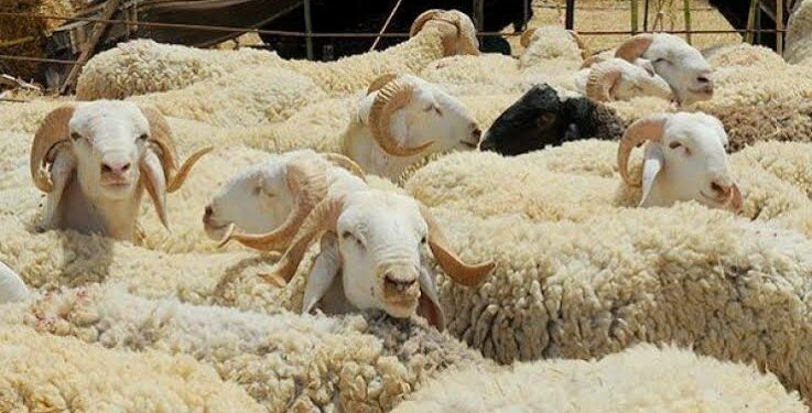 استيراد مواشي لعيد الأضحى على طاولة مجلس الوزراء