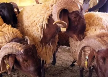 حظيرة جزائرية ذكية للمحافظة على سلالة “الحمرا”