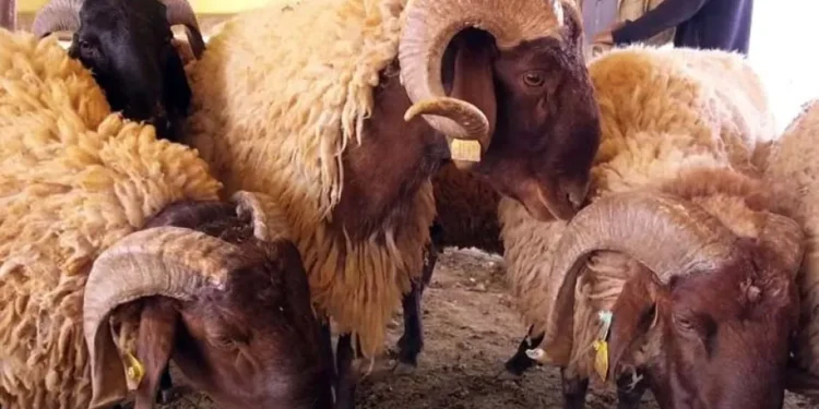 حظيرة جزائرية ذكية للمحافظة على سلالة “الحمرا”