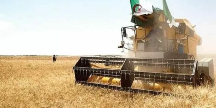 خبير: عصرنة الفلاحة وتعزيز دورها الاستراتيجي في تحقيق الأمن الغذائي
