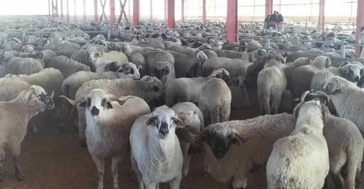 متى وكيف يُقتنى الكبش المستورد.. توضيحات هامة