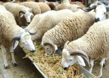 ندوة صحفية عن صالون تربية المواشي اليوم