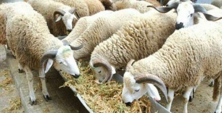 ندوة صحفية عن صالون تربية المواشي اليوم