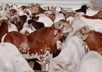 أسباب منع نقل الأغنام من جنوبي الجزائر إلى شمالها